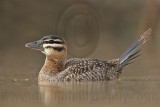 _MG_7575 Masked Duck.jpg