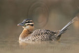 _MG_7578 Masked Duck.jpg