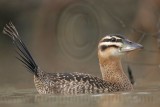 _MG_7585 Masked Duck.jpg