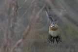 _MG_7808 Masked Duck.jpg