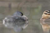 _MG_4310 Masked Duck & Least Grebe.jpg