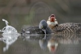 _MG_4316 Masked Duck & Least Grebe.jpg