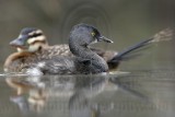 _MG_4320 Masked Duck & Least Grebe.jpg