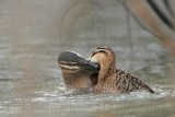 _MG_5677 Masked Duck.jpg