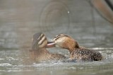 _MG_5678 Masked Duck.jpg