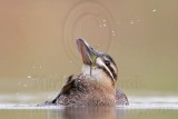 _MG_7308 Masked Duck.jpg