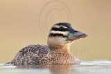 _MG_7339 Masked Duck.jpg