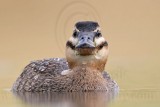 _MG_7362 Masked Duck.jpg