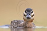 _MG_7363 Masked Duck.jpg