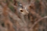 _MG_7932 Masked Duck.jpg