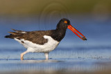 _MG_2575 American Oystercatcher.jpg