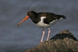 _MG_0587 American Oystercatcher.jpg
