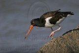 _MG_0590 American Oystercatcher.jpg