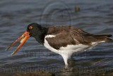 _MG_0649 American Oystercatcher.jpg