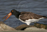 _MG_0692 American Oystercatcher.jpg