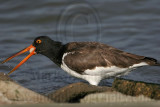 _MG_0693 American Oystercatcher.jpg