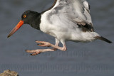 _MG_1047 American Oystercatcher.jpg