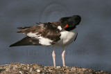 _MG_1315 American Oystercatcher.jpg