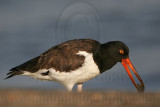 _MG_2395 American Oystercatcher.jpg