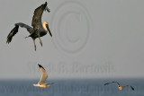 _MG_2873 Brown Pelican.jpg