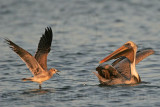 _MG_3014 Brown Pelican.jpg