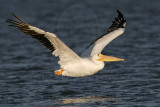 _MG_2607 American White Pelican.jpg