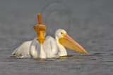 _MG_6263 American White Pelican.jpg