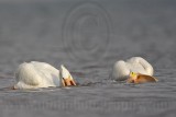_MG_6272 American White Pelican.jpg