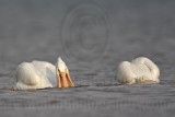 _MG_6273 American White Pelican.jpg