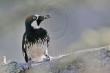 _MG_0999 Acorn Woodpecker.jpg