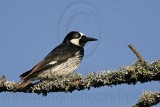 _MG_3180 Acorn Woodpecker.jpg