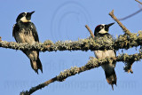 _MG_3281 Acorn Woodpecker.jpg