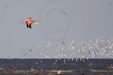 _MG_0002 Greater Flamingo.jpg