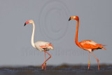 Greater Flamingo - Bolivar Flats - April 12, 2008