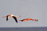 _MG_0366 Greater Flamingo.jpg