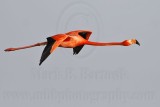 _MG_0376 Greater Flamingo.jpg