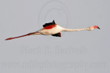 _MG_0384 Greater Flamingo.jpg