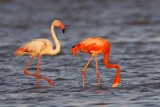 _MG_0605 Greater Flamingo.jpg