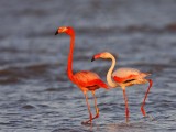 _MG_0754 Greater Flamingo.jpg