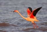 _MG_0793 Greater Flamingo.jpg