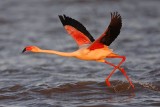 _MG_0796 Greater Flamingo.jpg