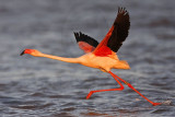 _MG_0800 Greater Flamingo.jpg
