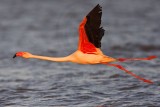 _MG_0808 Greater Flamingo.jpg