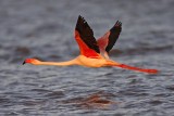 _MG_0815 Greater Flamingo.jpg
