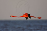 _MG_0823 Greater Flamingo.jpg
