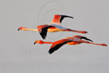 _MG_0837 Greater Flamingo.jpg