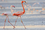 _MG_0856 Greater Flamingo.jpg