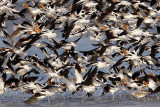 _MG_9953crop800.jpg
