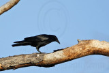 _MG_8610 Fish Crow.jpg