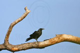 _MG_8612 Fish Crow.jpg